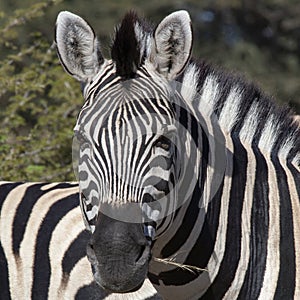 Plains Zebra Equus quagga - Botswana