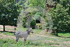 Plains zebra, Equus quagga, defecating in Cabarceno Natural Park in Cantabria