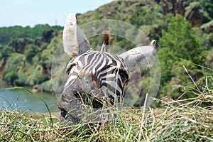Plains zebra, Equus quagga, eating in Cabarceno Natural Park in Cantabria