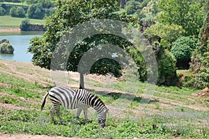 Plains zebra, Equus quagga, eating grass in Cabarceno Natural Park