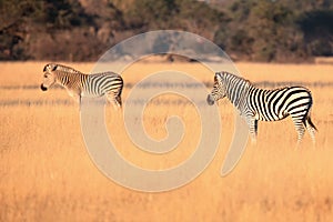 The plains zebra Equus quagga or Equus burchellii, also known as the common zebra or Burchell`s zebra, zebras in yellow grass