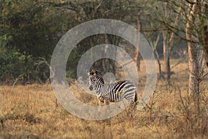 Plains zebra, equus quagga, equus burchellii, common zebra