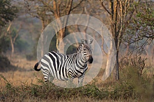 Plains zebra, equus quagga, equus burchellii, common zebra