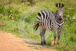 Plains zebra, equus quagga, equus burchellii, common zebra, Lake Mburo National Park, Uganda.