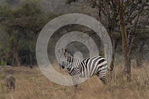 Plains zebra, equus quagga, Equus burchellii,  common zebra, Uganda