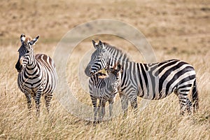 Plains zebra, Equus quagga, family of three- mother, father and baby, standing in the tall grass of the savannah in Kenya