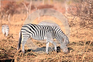 The plains zebra Equus quagga, formerly Equus burchellii, also known as the common zebra or Burchell`s zebra in the sun-drenche