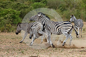 The plains zebra Equus quagga, formerly Equus burchellii, also known as the common zebra or Burchell`s zebra, the mare kicking
