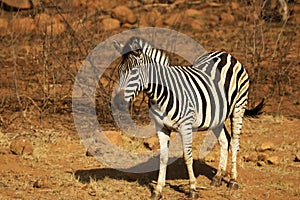 Plains zebra Equus quagga, formerly Equus burchellii, Burchell`s zebra  standing on the red and brown rock