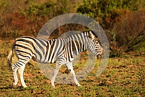 Plains zebra Equus quagga, formerly Equus burchellii, Burchell`s zebra  standing on the red and brown rock