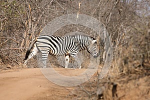 The plains zebra Equus quagga, formerly Equus burchellii or common zebra or Burchell`s zebra is walking across the dusty road