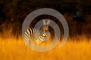 Plains zebra, Equus quagga, in the grass nature habitat, evening light, Hwange National Park Zimbabwe