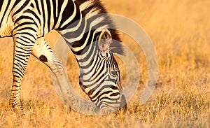 Plains zebra Equus quagga in the grassy nature, evening sun