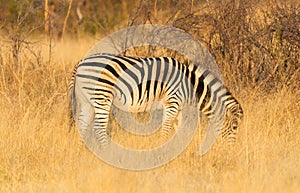 Plains zebra Equus quagga in the grassy nature, evening sun