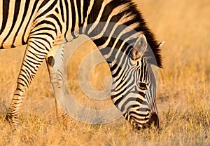 Plains zebra Equus quagga in the grassy nature, evening sun