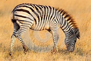 Plains zebra Equus quagga in the grassy nature, evening sun