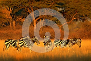 Plains zebra, Equus quagga, in the grassy nature habitat with evening light in Hwange National Park, Zimbabwe. Sunset in savanah.