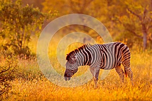 Plains zebra, Equus quagga, in the grassy nature habitat, evening light, Kruger National Park, South Africa. Wildlife scene from
