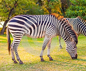 Plains zebra (Equus quagga) grazing