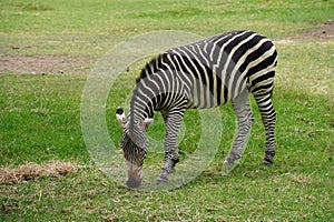 A plains zebra (Equus quagga) grazing on grass