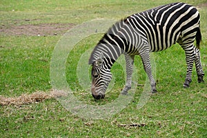 A plains zebra (Equus quagga) grazing on grass