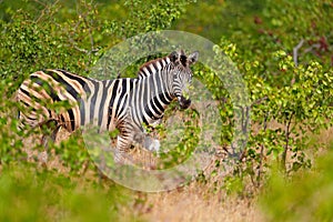 Plains zebra, Equus quagga, in the green forest nature habitat, hidden in the leaves, Kruger National Park, South Africa. Wildlife