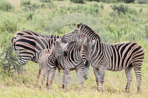 Plains zebra Equus quagga herd