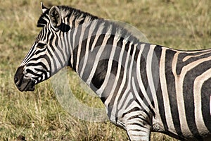 Plains zebra (Equus quagga) in South Africa