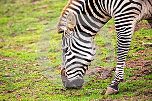 Plains Zebra (Equus quagga) Spotted Outdoors in Africa