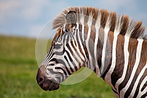 Plains Zebra (Equus quagga) Spotted Outdoors in Africa