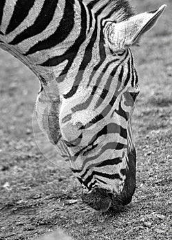 Plains Zebra (Equus quagga) Spotted Outdoors in Africa