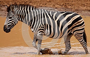 Plains zebra Equus quagga at waterhole