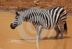 Plains zebra Equus quagga at waterhole