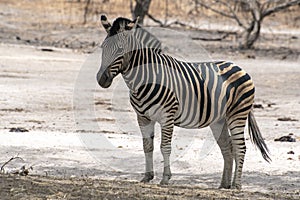 Plains Zebra Equus quagga, wild life animal