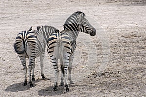 Plains Zebra Equus quagga, wild life animal .Africa