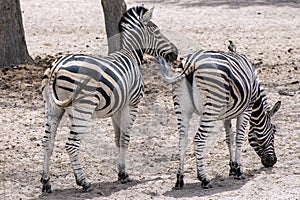 Plains Zebra Equus quagga, wild life animal .Africa