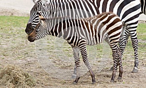 Plains zebra Equus quagga with young