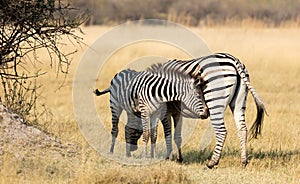 Plains zebra Equus quagga with young in the grassy nature, eve