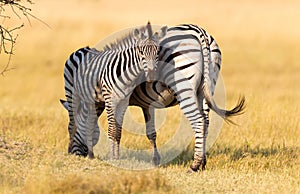Plains zebra Equus quagga with young in the grassy nature, eve