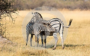 Plains zebra Equus quagga with young in the grassy nature, eve