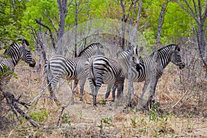 Plains zebra, Equus quagga, Zimbabwe