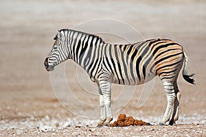 Plains zebra - Etosha National Park