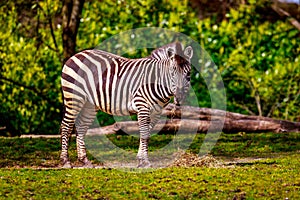 Plains Zebra Feeding