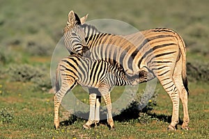 Plains zebra with foal - Etosha National Park