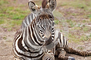 Plains zebra foal lying on the ground