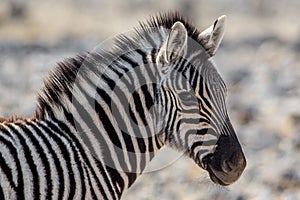 Plains zebra foal portrait Equus quagga
