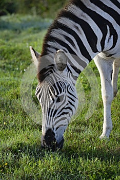 Plains Zebra foraging in Addo Elephant National Park