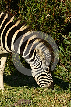 Plains zebra grazing in grassland of South African game farm