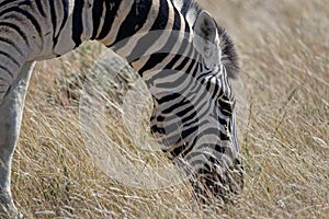 A plains zebra is grazing on the Savanna