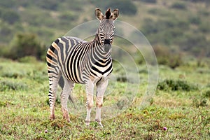 Plains Zebra